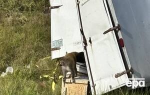 По последним данным, одну из обезьян все еще ищут