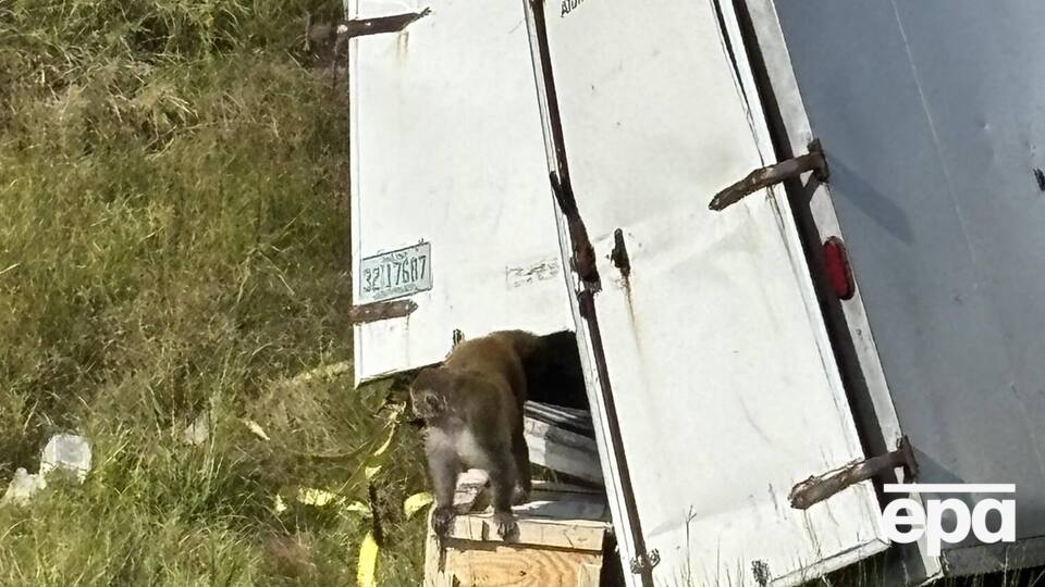 По последним данным, одну из обезьян все еще ищут