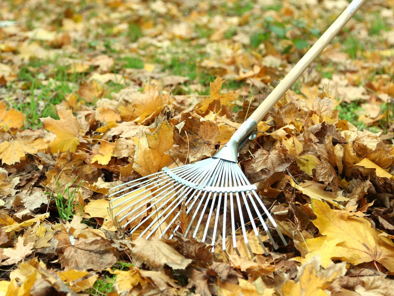 Дымом от горящих листьев можно отравиться