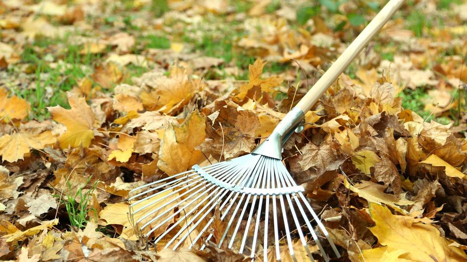 Дымом от горящих листьев можно отравиться