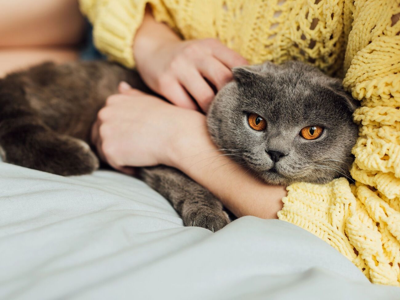 Кошачье мурлыканье имеет особую силу