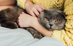 Кошачье мурлыканье имеет особую силу
