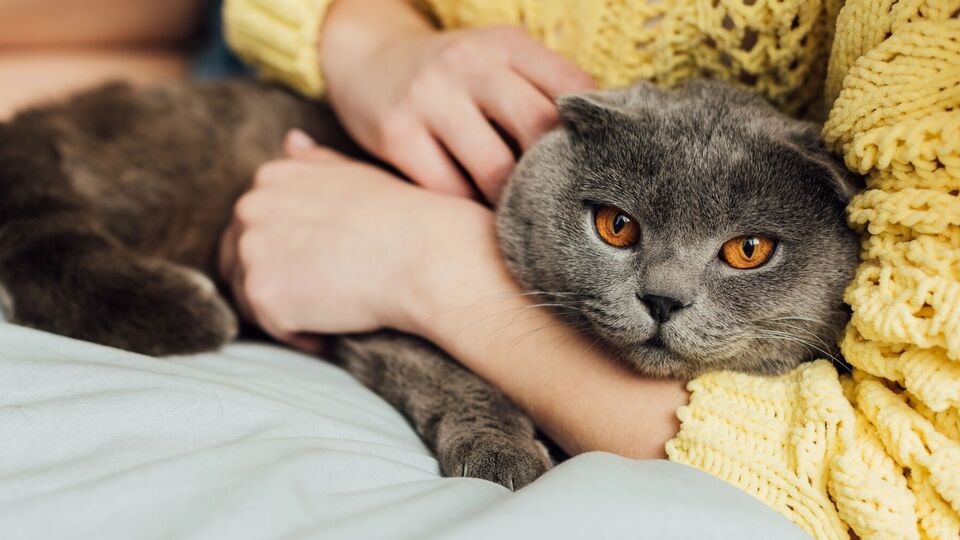 Кошачье мурлыканье имеет особую силу