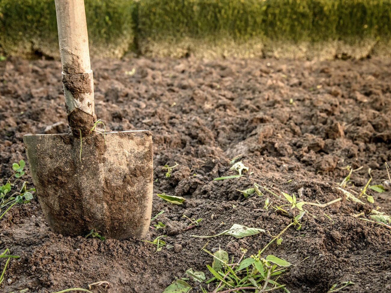 Після того, як чорнобривці із часом перегниють, вони наситять ґрунт поживними елементами
