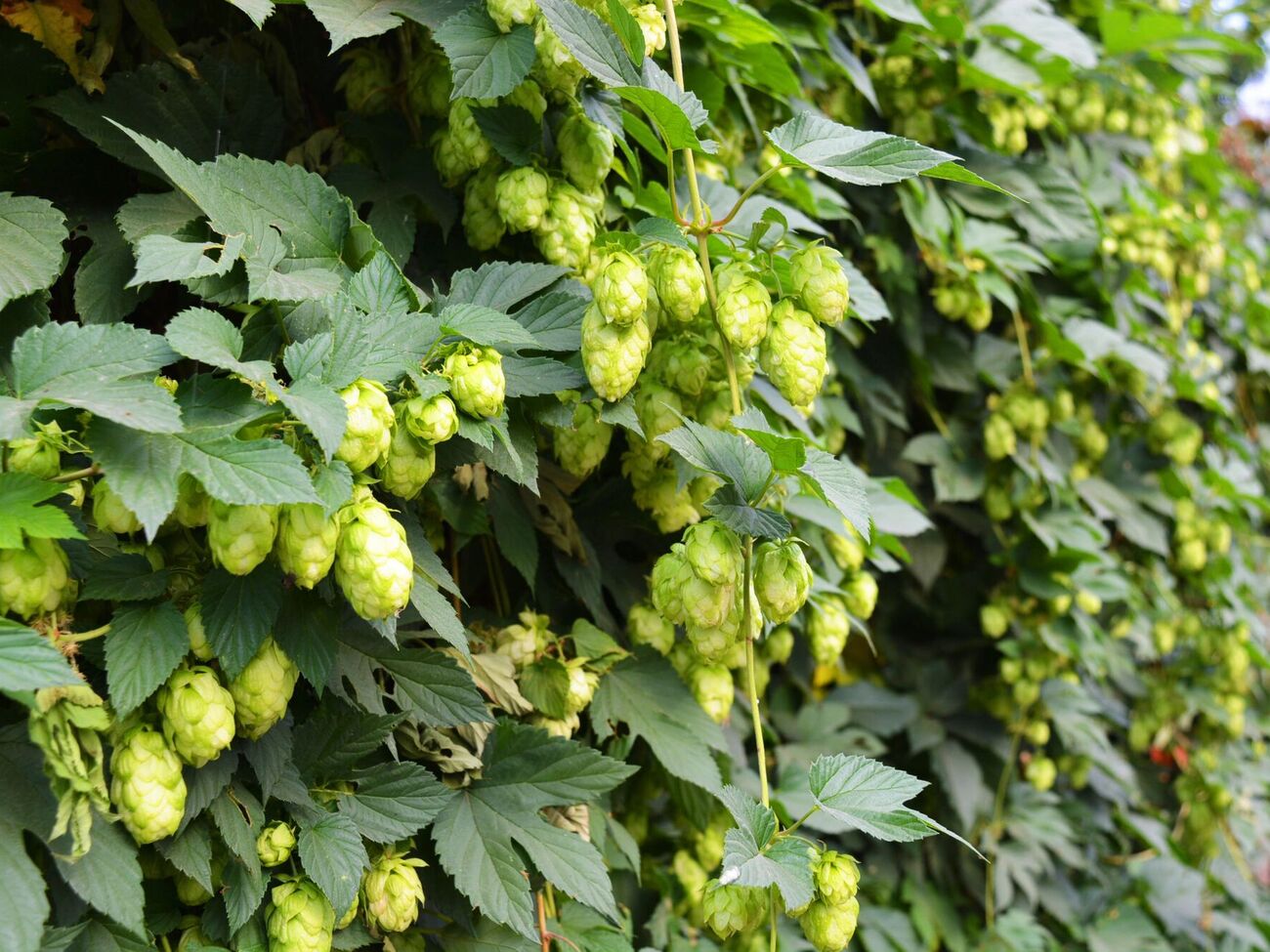 Рослин-агресорів краще не саджати на своїй ділянці