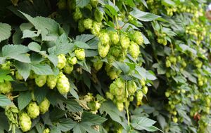 Рослин-агресорів краще не саджати на своїй ділянці