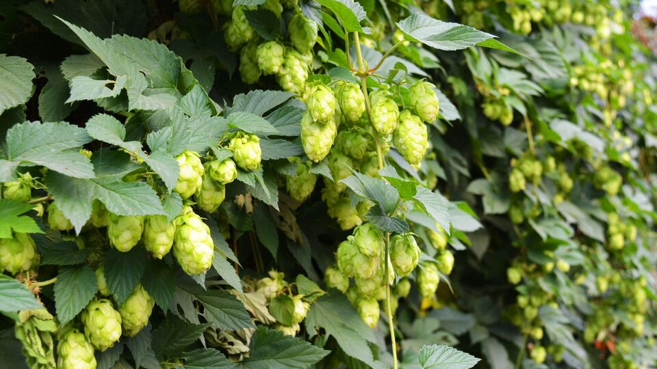 Растения-агрессоры лучше не сажать на своем участке