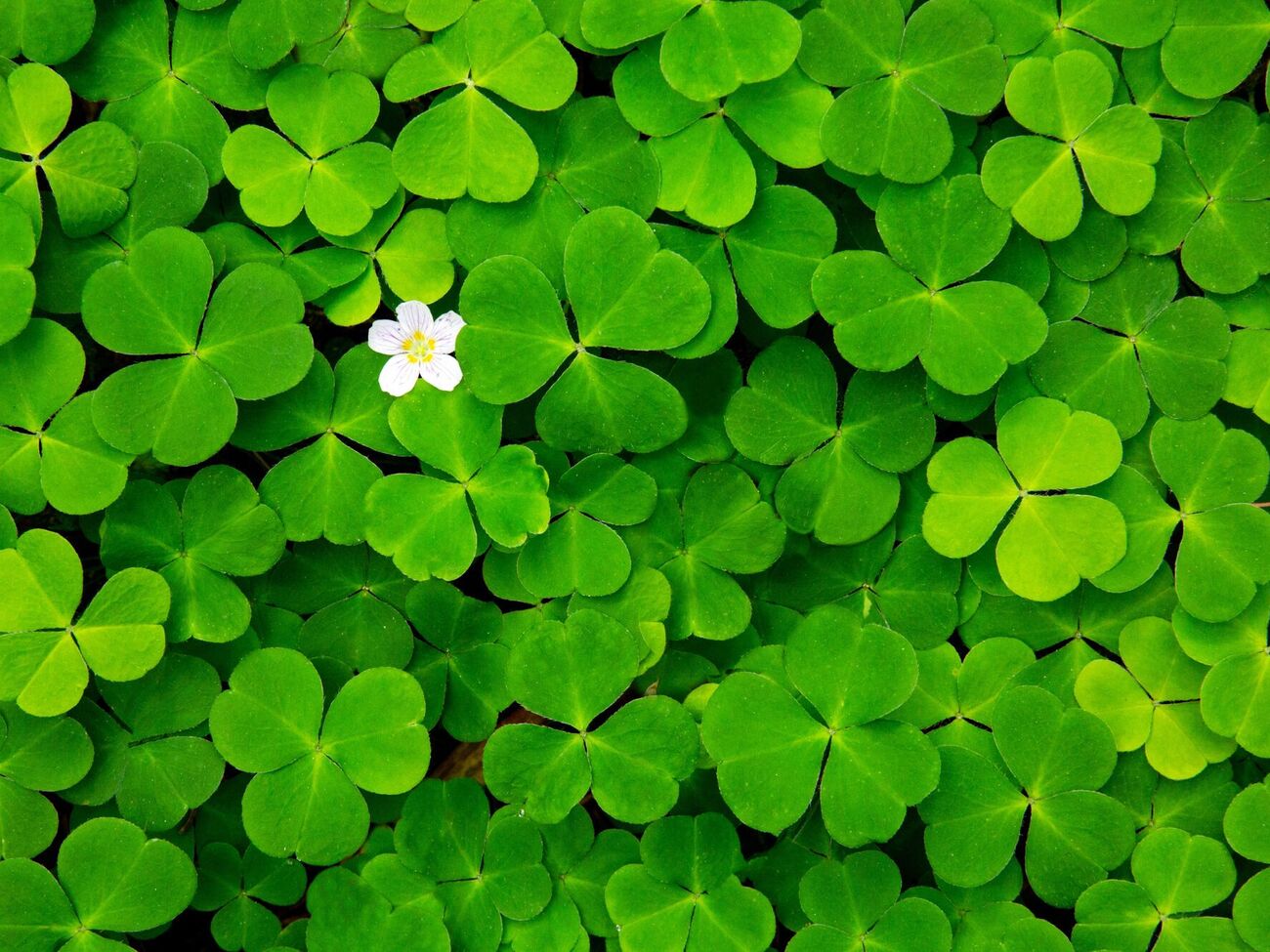 Садоводы советуют посадить белый клевер вместо газона