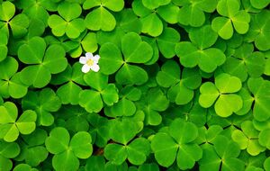 Садоводы советуют посадить белый клевер вместо газона