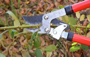 Накрийте цим троянди замість поліетилену – і вони легко переживуть зиму. Три секрети досвідчених садівників