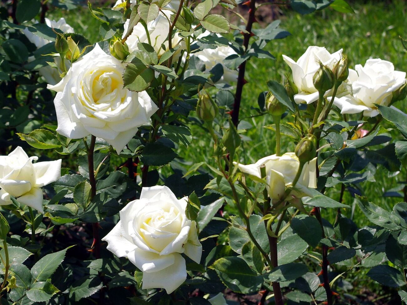 Розы будут пышно цвести