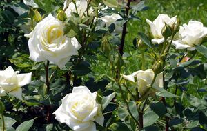 Розы будут пышно цвести