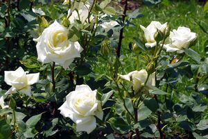 Розы будут пышно цвести