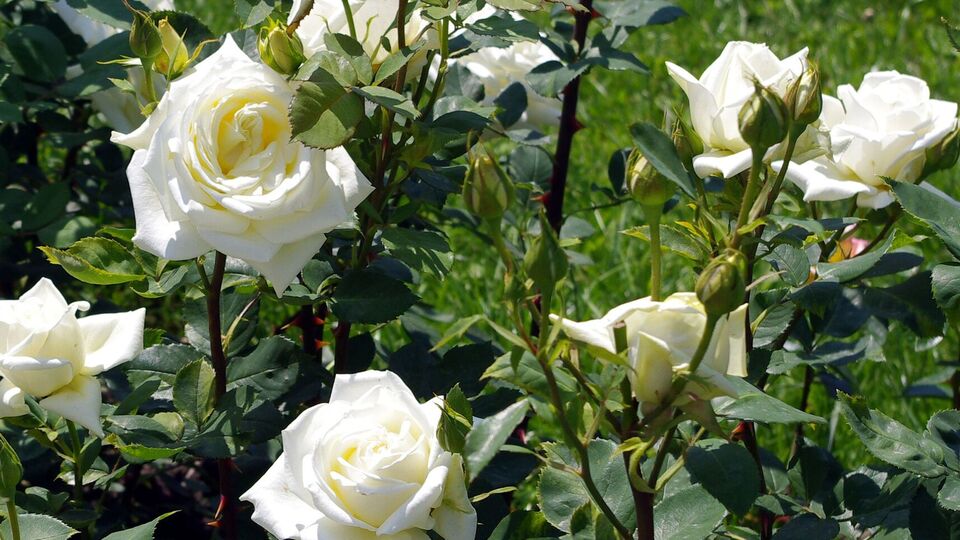 Троянди пишно квітнутимуть