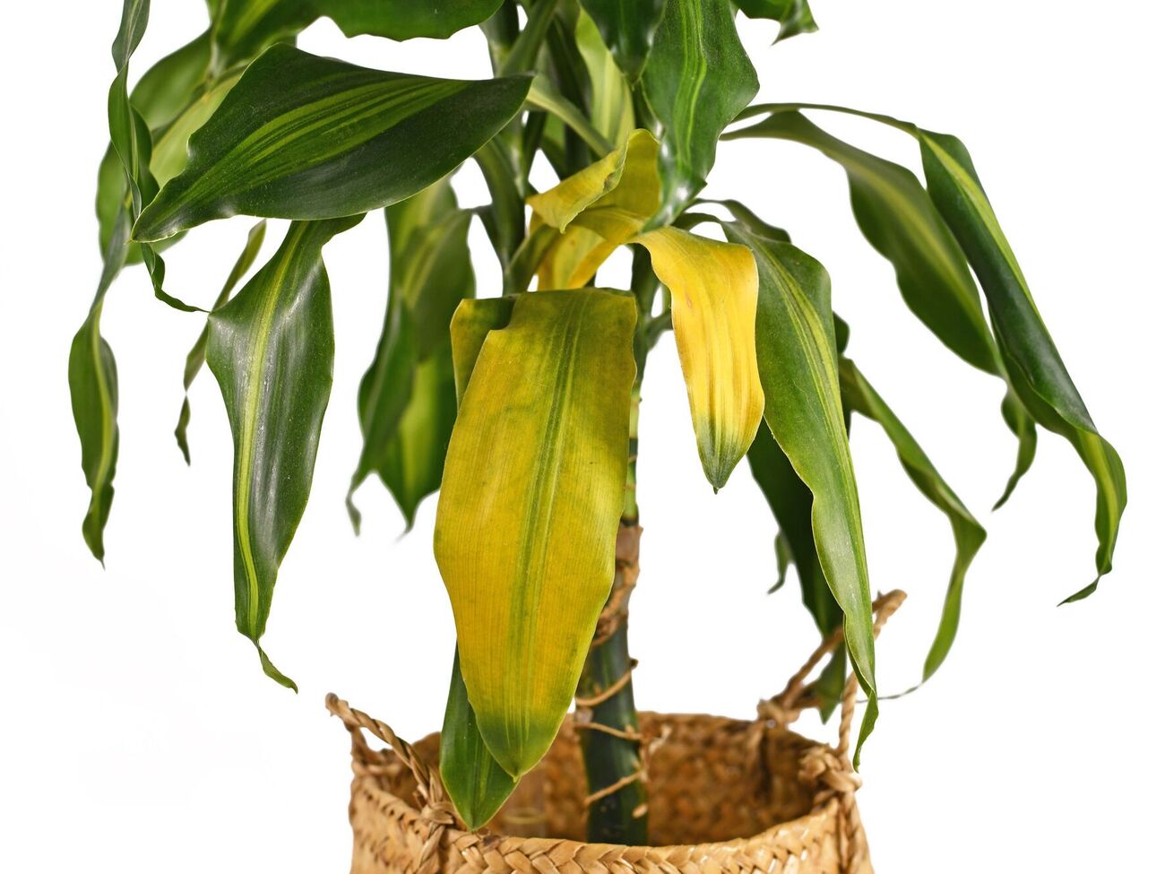 Если растение увядает – надо дать ему правильную подкормку