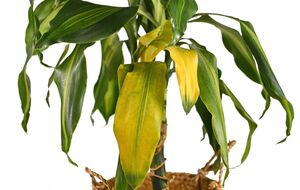 Если растение увядает – надо дать ему правильную подкормку