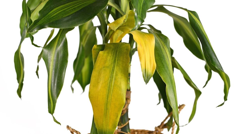 Если растение увядает – надо дать ему правильную подкормку