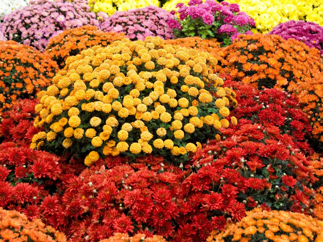 Передзимовий догляд за хризантемами потрібно розпочати вчасно