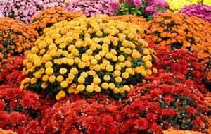 Передзимовий догляд за хризантемами потрібно розпочати вчасно