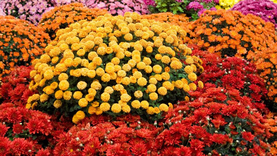 Передзимовий догляд за хризантемами потрібно розпочати вчасно