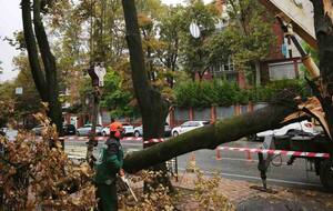 Мэрия предупредила о последствиях сильного ветра
