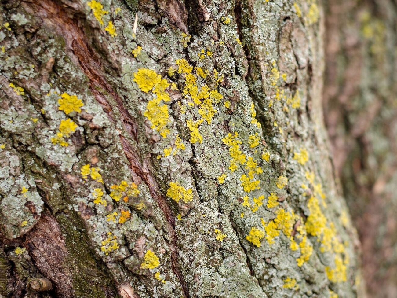 Счищайте наросты сверху вниз, а весь упавший на пленку мусор соберите и сожгите