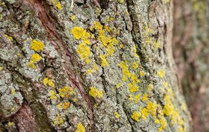 Счищайте наросты сверху вниз, а весь упавший на пленку мусор соберите и сожгите