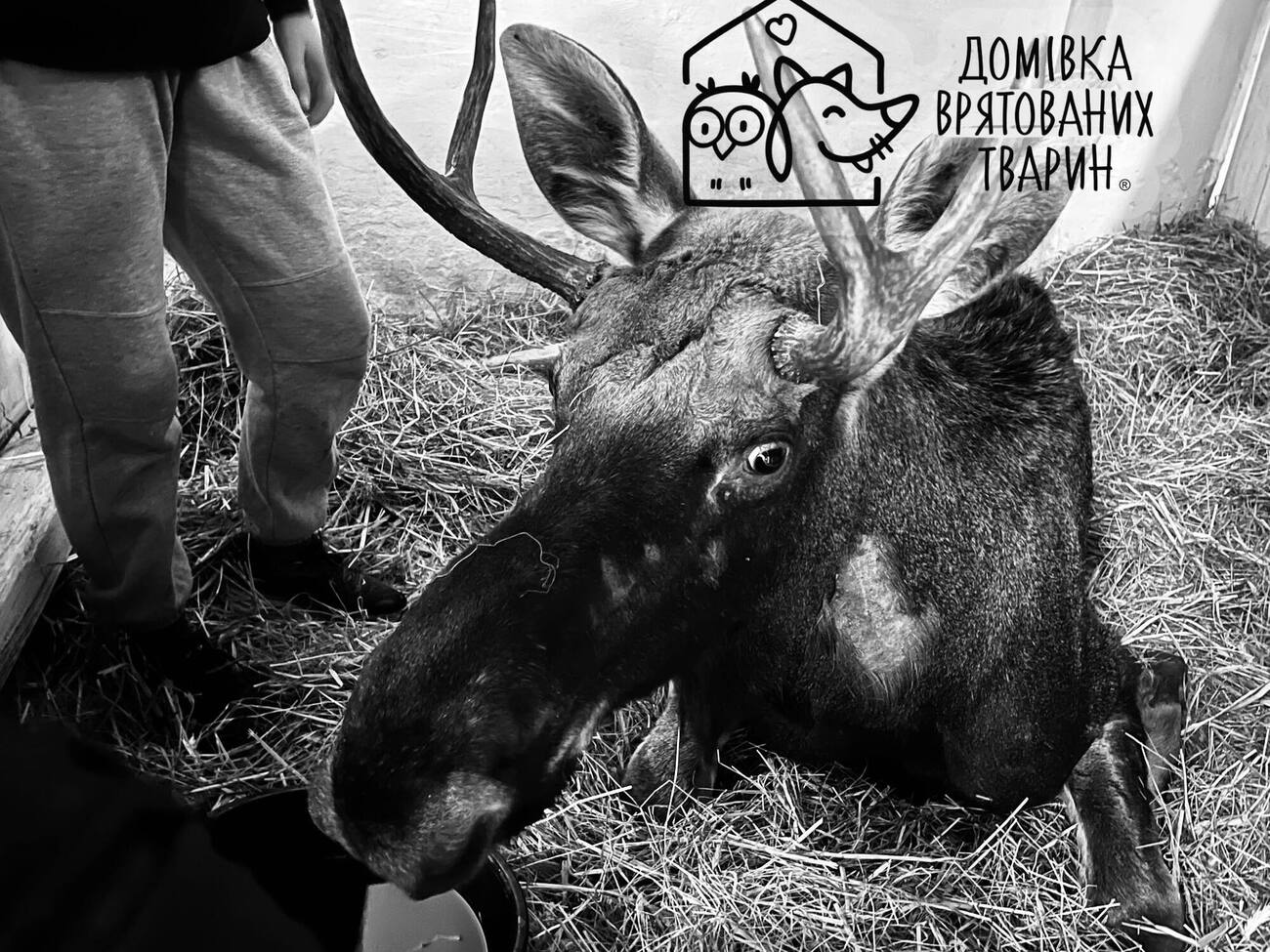 Лось був червонокнижним європейським