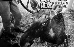 Лось був червонокнижним європейським