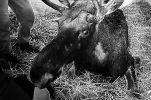 Лось был краснокнижным европейским