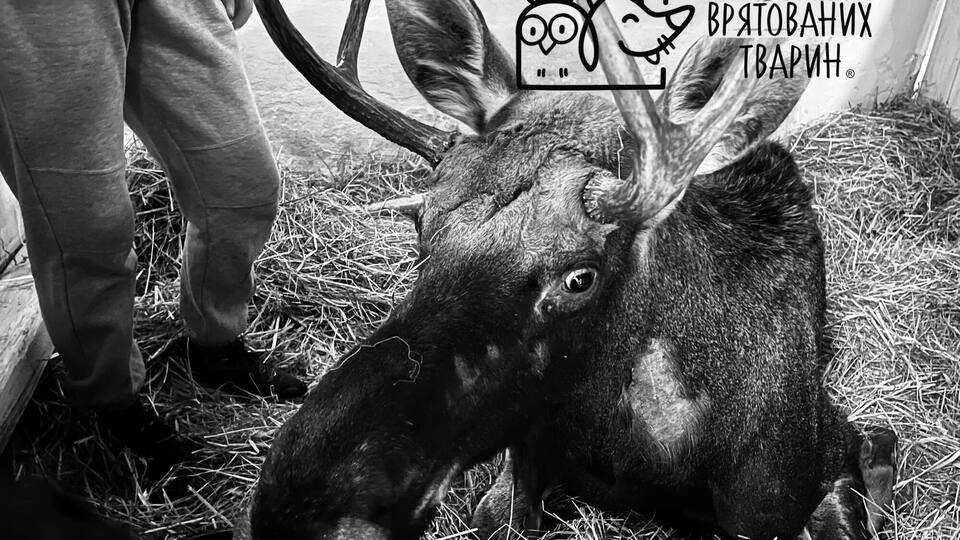 Лось был краснокнижным европейским