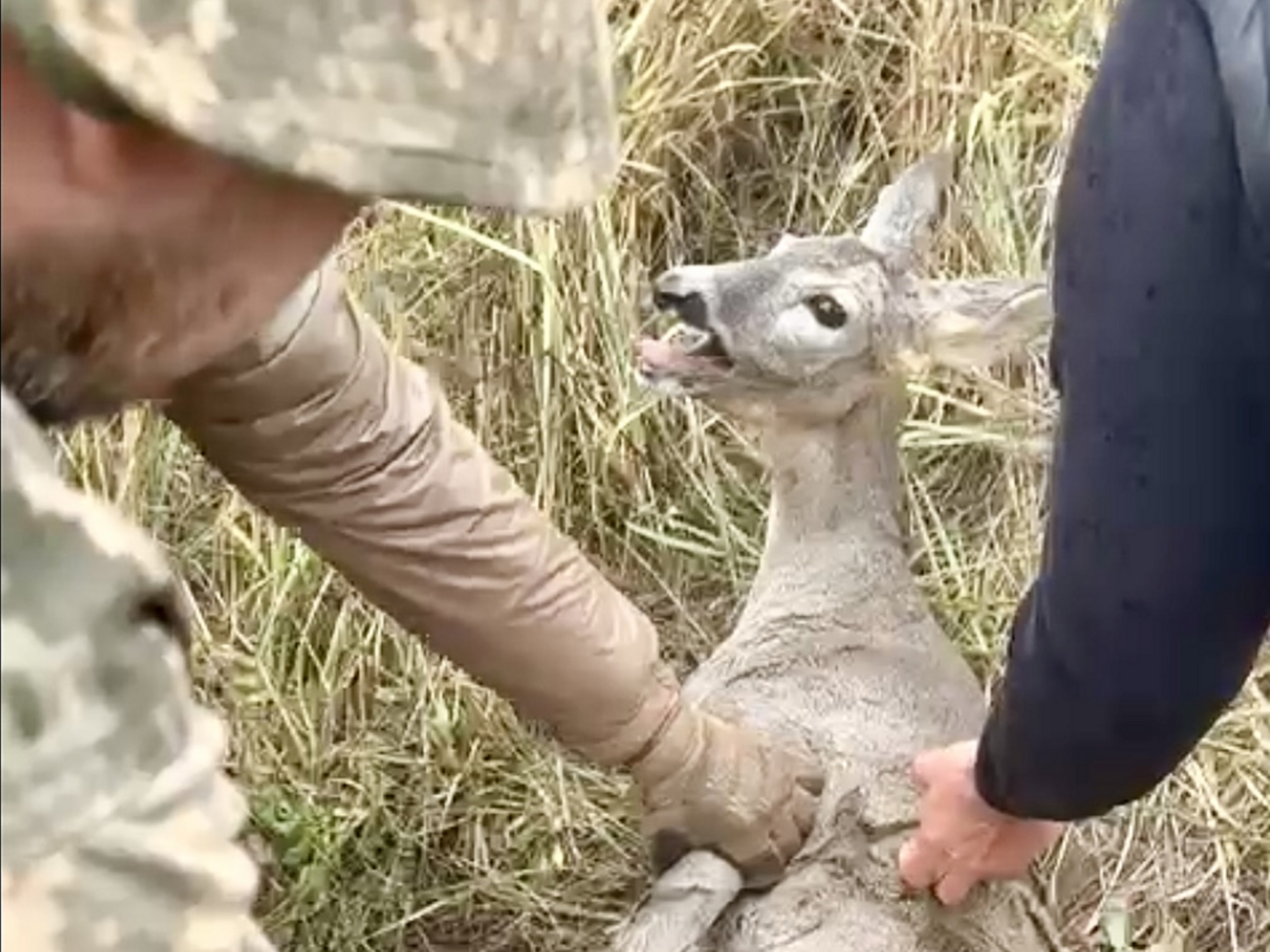 Козуля потрапила в малопомітну перешкоду із дроту, яка зупиняє рух ворожої піхоти й техніки