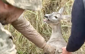 Козуля потрапила в малопомітну перешкоду із дроту, яка зупиняє рух ворожої піхоти й техніки