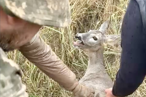 Козуля потрапила в малопомітну перешкоду із дроту, яка зупиняє рух ворожої піхоти й техніки