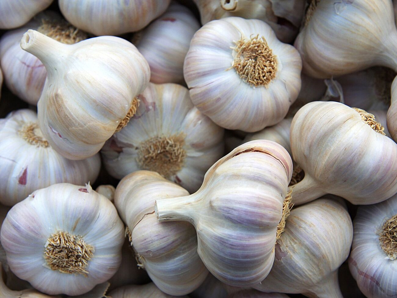 Для саджання знадобиться деревний попіл