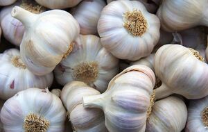 Для саджання знадобиться деревний попіл