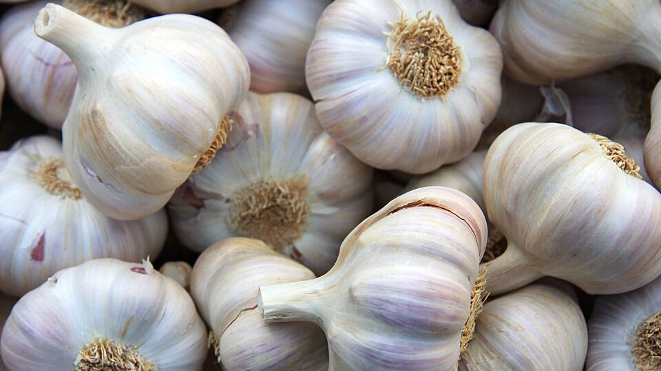 Для посадки понадобится древесный пепел