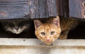 Киевский ТЦК: Как одеты военные на видео с котом? Какая на них форма?