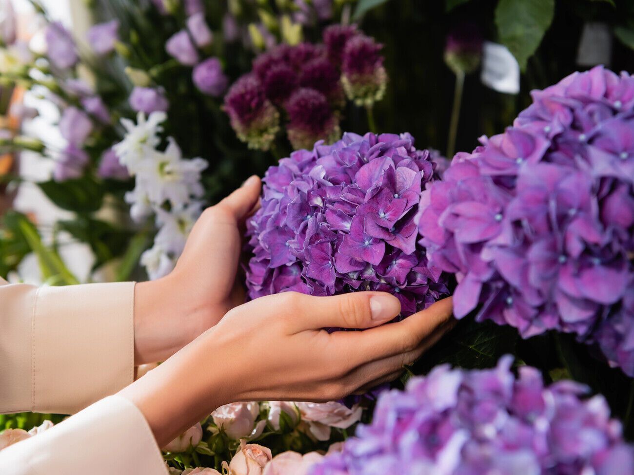 Гортензії не потребують обрізання восени