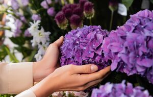 Гортензії не потребують обрізання восени