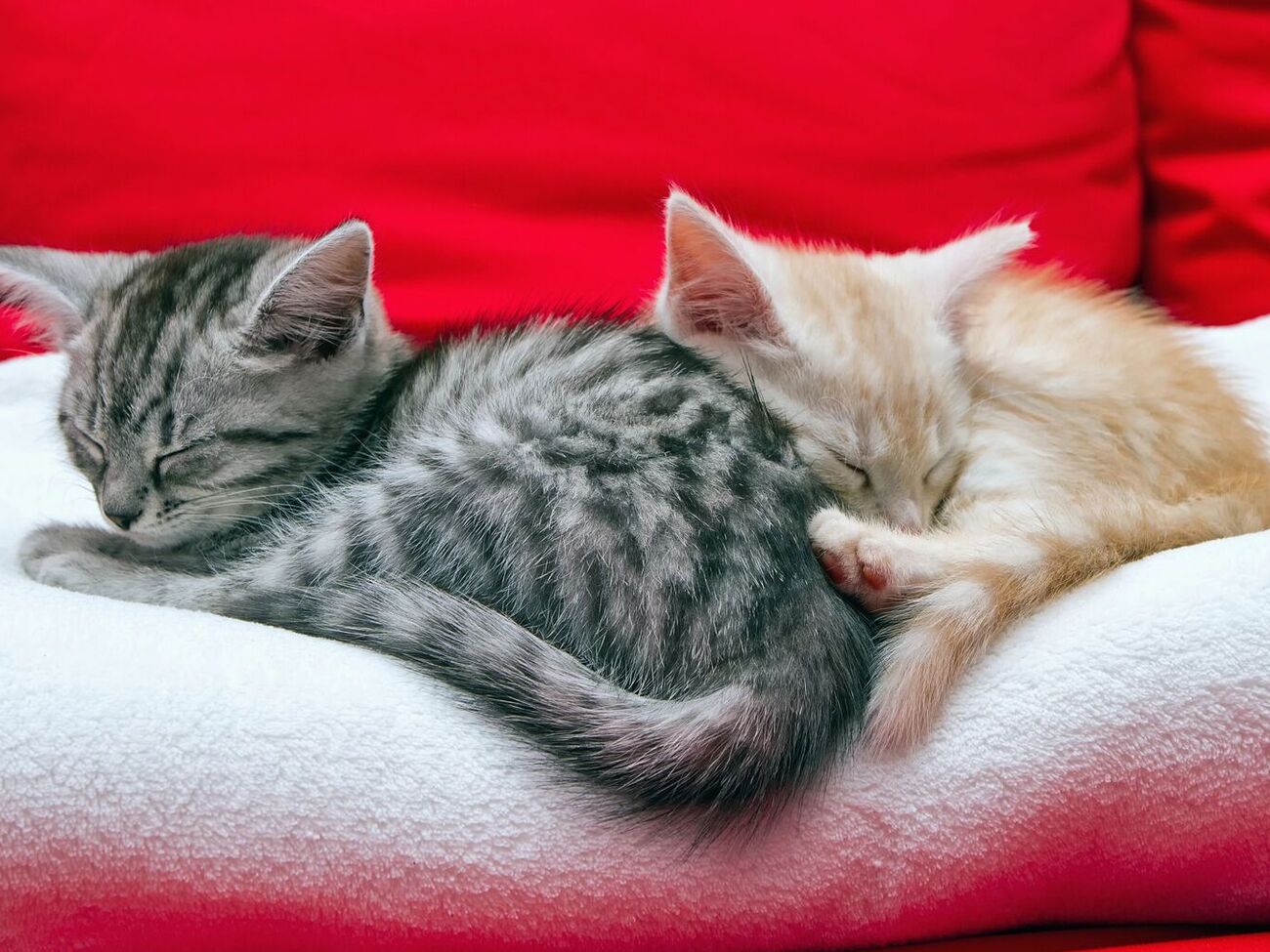 Взаимодействие с котами оказывает положительное влияние на мозг их владельцев