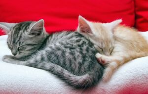 Взаимодействие с котами оказывает положительное влияние на мозг их владельцев