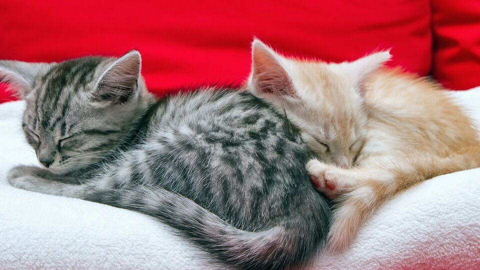 Взаимодействие с котами оказывает положительное влияние на мозг их владельцев