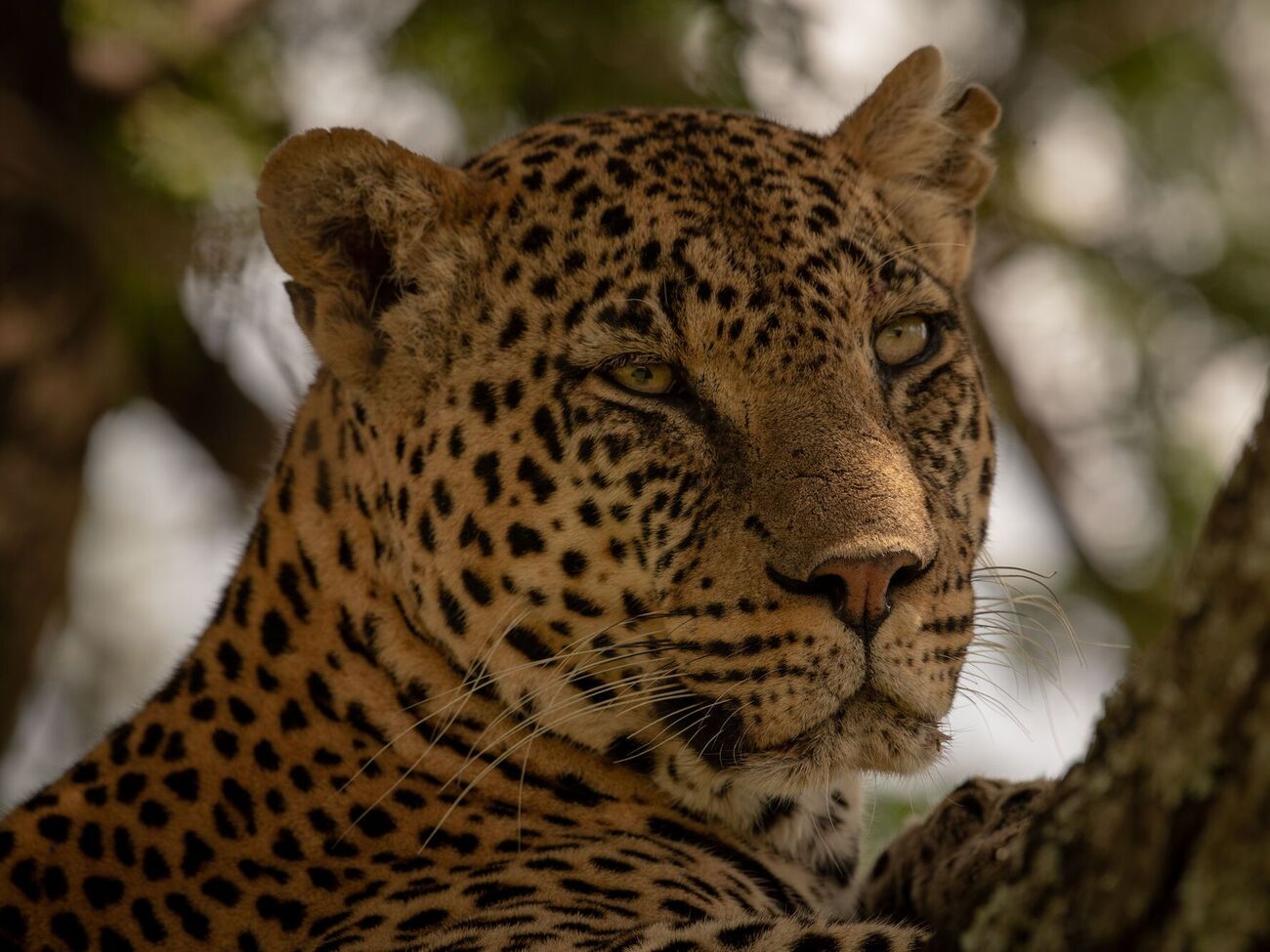 Для затримання тварини застосували транквілізатори й сітки