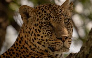 Для затримання тварини застосували транквілізатори й сітки