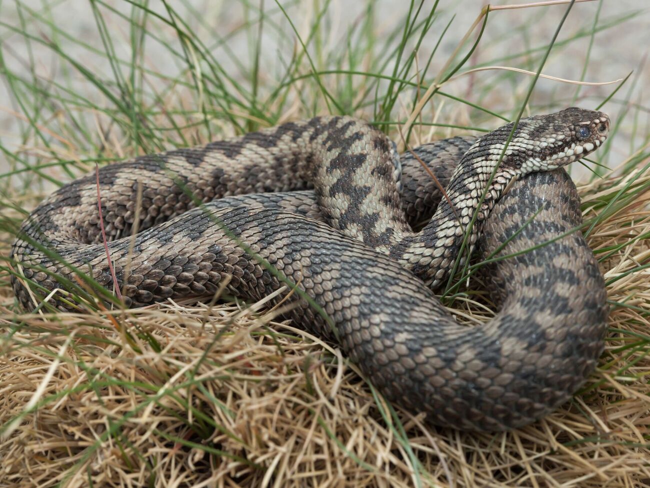 Змія померла через надмірну концентрацію алкоголю, який потрапив до неї разом із кров'ю потерпілого