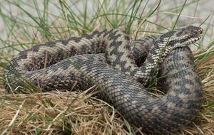 Змія померла через надмірну концентрацію алкоголю, який потрапив до неї разом із кров'ю потерпілого