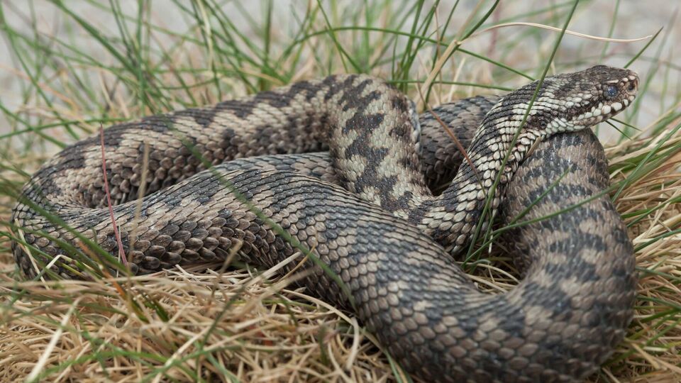 Змея умерла из-за чрезмерной концентрации алкоголя, попавшего в нее вместе с кровью потерпевшего