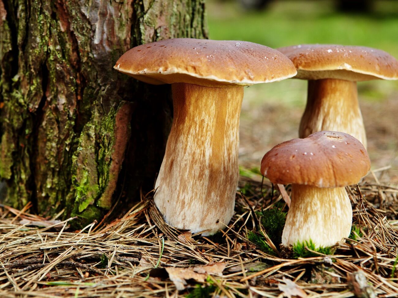 Грибне полювання потребує від грибників уміння відрізняти їстівні гриби від отруйних