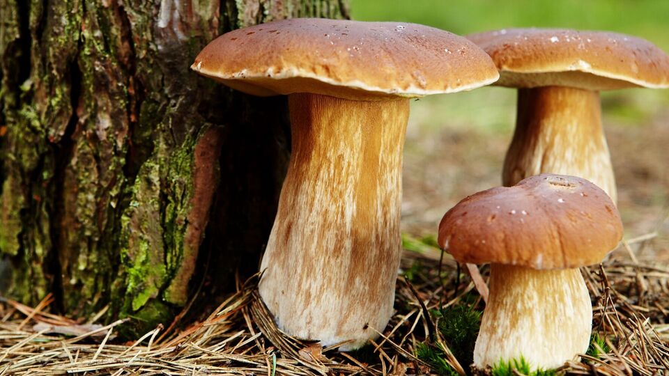 Грибная охота требует от грибников умения отличать съедобные грибы от ядовитых